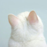 Milkcat Blog logo